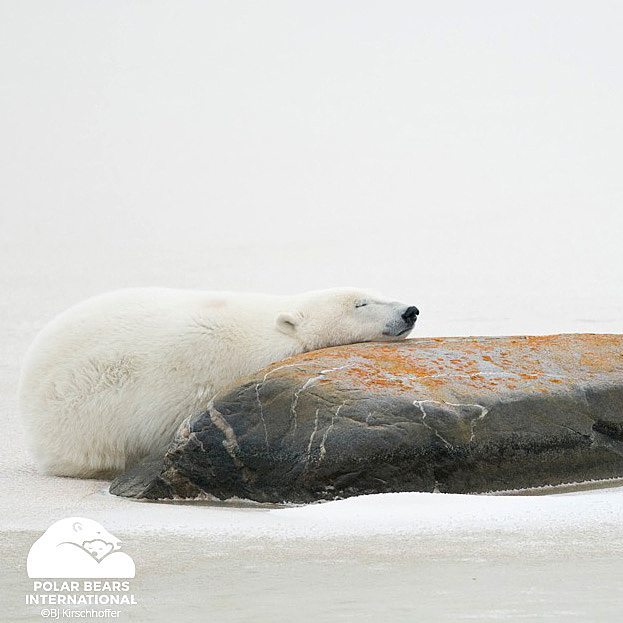 Sleeping Polar Bear